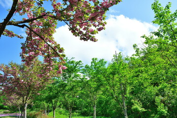 Fototapeta premium 根小屋 花と緑と雪の里 八重桜（新潟県）