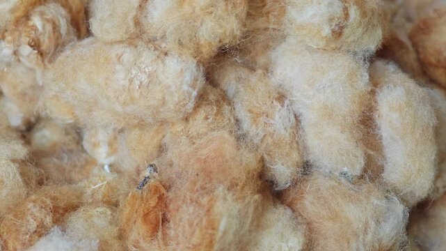 Cottonseed