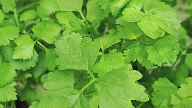 Chinese celery