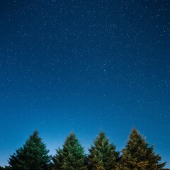 Naklejka premium Night Sky Above Three Coniferous Trees