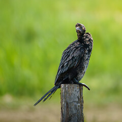 cormorant on a wood