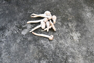 Termitomyces schimperi mushroom. It  is a large mushroom associated with the termite species Macrotermes michaelseni. It contains lots of vitamins. It increases the immunity of our body.