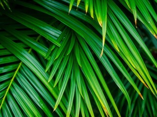 Close up shot of natural tropical green palm leaf texture, showcasing intricate patterns and details, botanical, botanic, pattern
