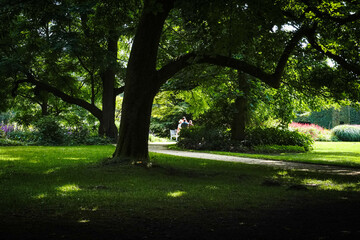 A green park shaded by trees, offering a quiet and peaceful atmosphere