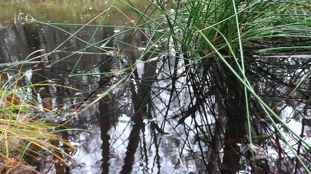 Wertvolles Sumpfgebiet bei Regen, Feuchtgebiet, Moor mit Birken, Riedgras, Binsen und T&uuml;mpeln