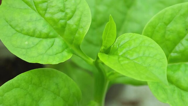 Ceylon Spinach
