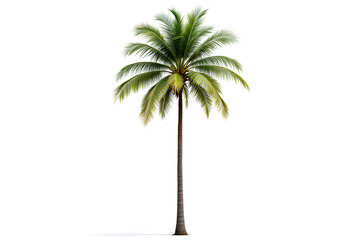 Obraz premium Palm Tree Symbol on White Background