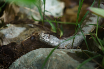 horned viper on a stone