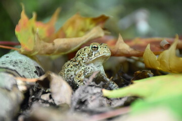 A toad in the fall, Sainte-Apolline, Québec, Canada
