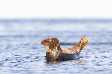 Fototapeta premium Seal Floating in Ocean Waters