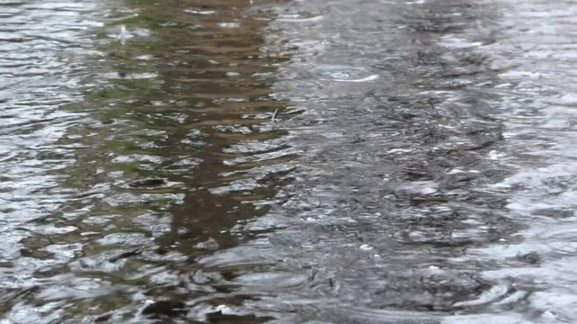Wertvolles Sumpfgebiet bei Regen, Feuchtgebiet, Moor mit Birken, Riedgras, Binsen und T&uuml;mpeln