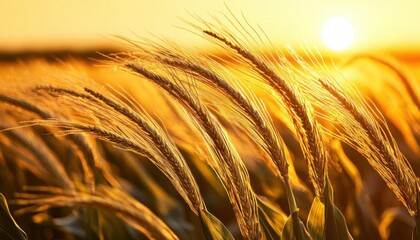 NonGMO cornfield at golden hour