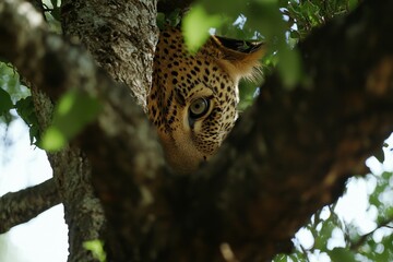 Obraz premium A close-up of a leopard in a tree