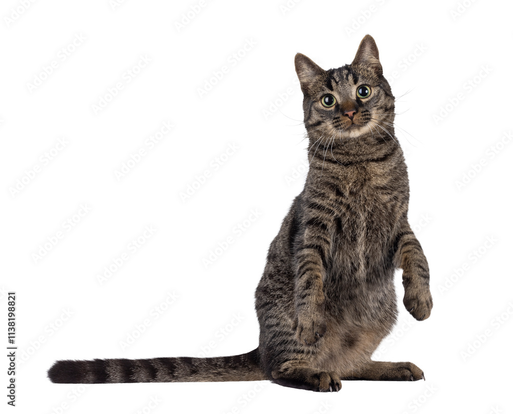 Poster handsome house cat with tabby pattern, sitting on hind paws. front paws up like dancing. looking str
