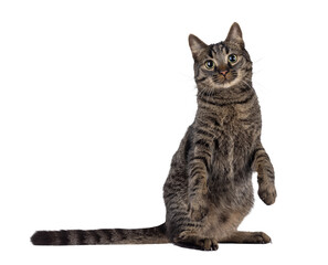 Handsome house cat with tabby pattern, sitting on hind paws. Front paws up like dancing. Looking...
