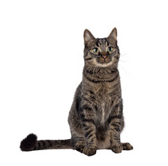 Handsome house cat with tabby pattern, sitting up facing front. Looking beside camera. Isolated cutout on a transparent background.