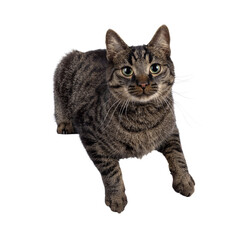 Handsome house cat with tabby pattern, laying down with paws hanging over edge. Looking straight to camera. Isolated cutout on a transparent background.