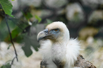 close up of a vulture