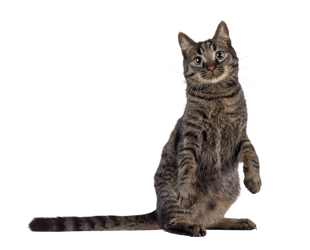 Handsome house cat with tabby pattern, sitting on hind paws. Front paws up like dancing. Looking straight to camera. Isolated cutout on a transparent background.