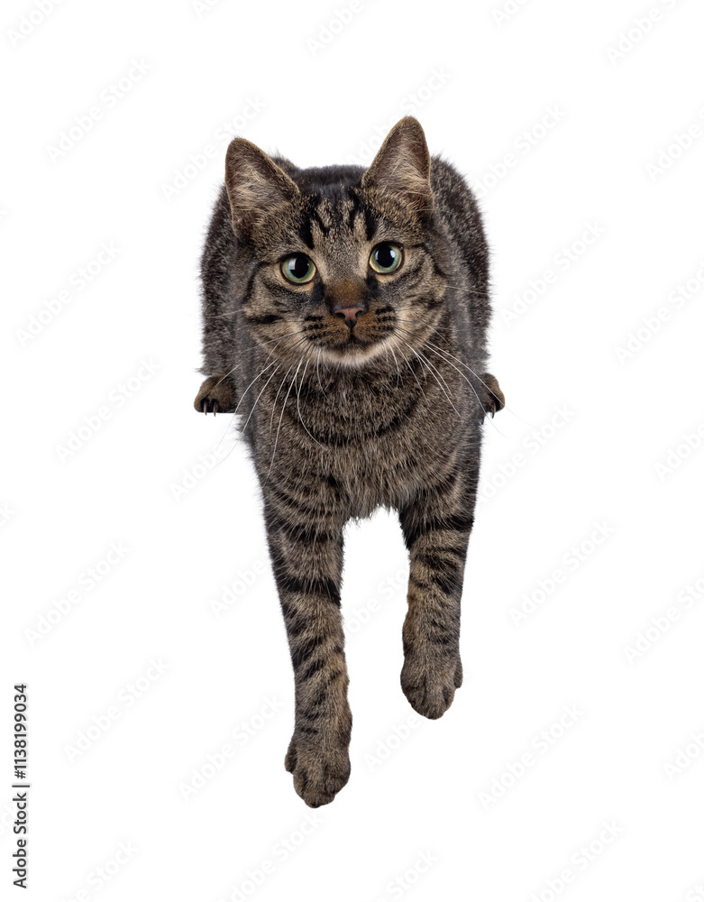 Aufkleber handsome house cat with tabby pattern, laying down with paws hanging over edge. looking straight to 