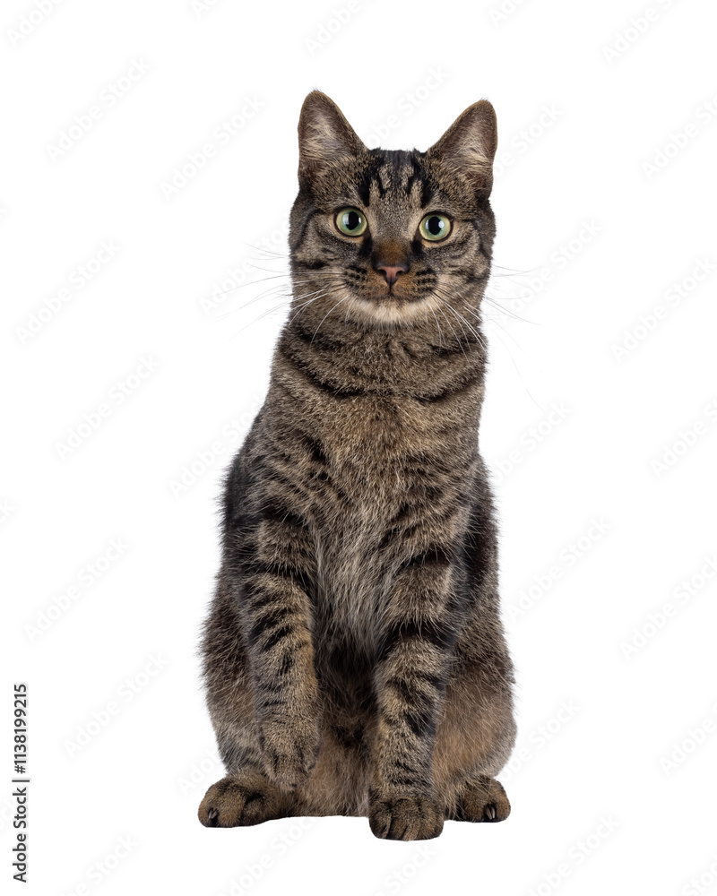Poster Handsome house cat with tabby pattern, sitting up facing front One paw playful lifted. Looking straight to camera. Isolated cutout on a transparent background.