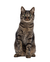 Handsome house cat with tabby pattern, sitting up facing front One paw playful lifted. Looking straight to camera. Isolated cutout on a transparent background.