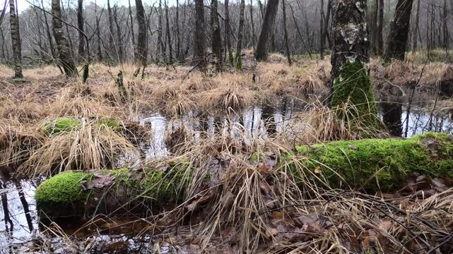 Wertvolles Sumpfgebiet bei Regen, Feuchtgebiet, Moor mit Birken, Riedgras, Binsen und T&uuml;mpeln