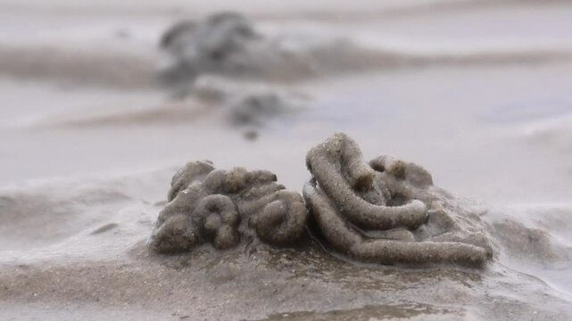 Wattwurmh&auml;ufchen im Wattenmeer, Nordsee, Arenicola marina, Meeresboden