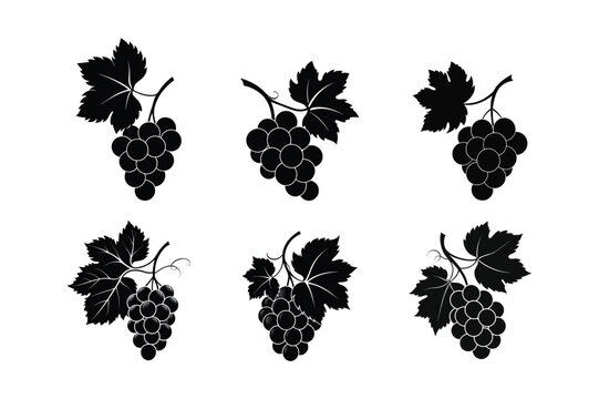 grape fruits silhouette vector illustration
