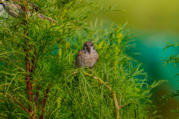草にとまるスズメ
