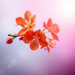  flower on transparent  background, bouquet of roses, autumn leaves of the snow ,orange rose on a black background, flowers ,red flower in the garden