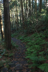 【神奈川】江戸時代の姿を留める旧東海道の石畳_箱根峠