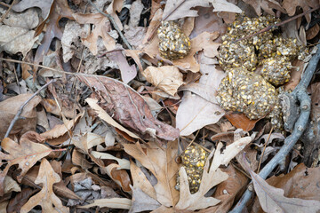 Black bear scat on forest floor in late autumn.