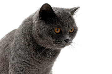 portrait of a cat with yellow eyes on a white background