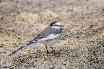 Obraz premium 地面を歩くハクセキレイ