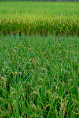 京都の水田の風景