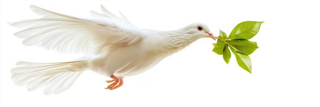 Free white dove soar through sunny blue sky, clutching  green leaf in its beak, flying gracefully past cloud, symbolize peace as it hold  twig in it wings. Panorama, bird, white, cloud, pigeon. - Powered by Adobe