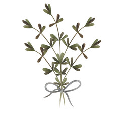 Watercolor hand-drawn bouquet of herbs with small bow on transparent background