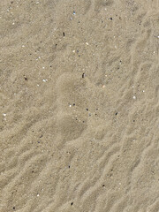 A detailed closeup view of a large pile of sand featuring shells atop it