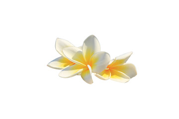 Colorful flowers isolated on white background with clipping path.