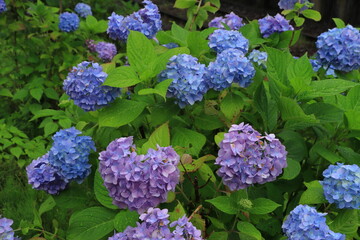  雨の中咲き乱れる紫陽花の花