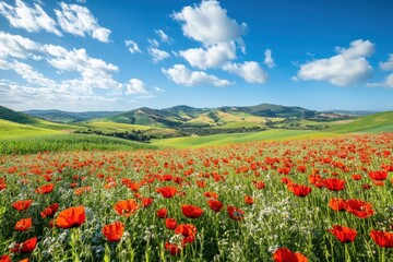 Vibrant Poppy Field in Rolling Hills Landscape