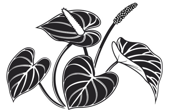 black and white anthurium plant drawing clip art preview