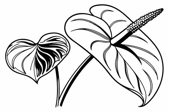 black and white anthurium plant drawing clip art preview