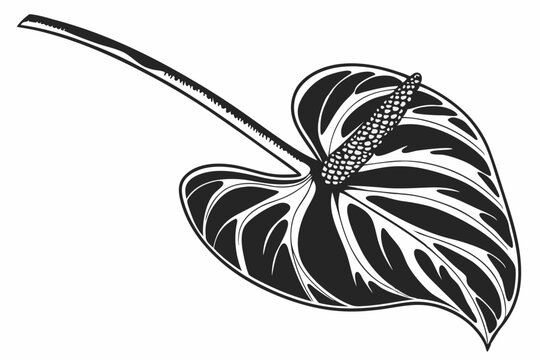 black and white anthurium flower drawing clip art preview