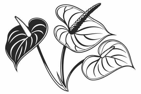 black and white anthurium flowers on white clip art preview