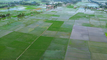 Rice paddy field aerial view from drone. Paddy field aerial view.