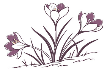 Crocus Cup shaped flowers that bloom close to the ground vector silhouette on a white background