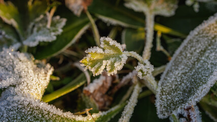 The first frosts appeared on the leaves. These frosts were square or hexagonal in shape.