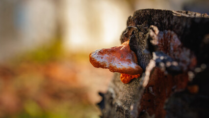 Brown mushroom on a stump.